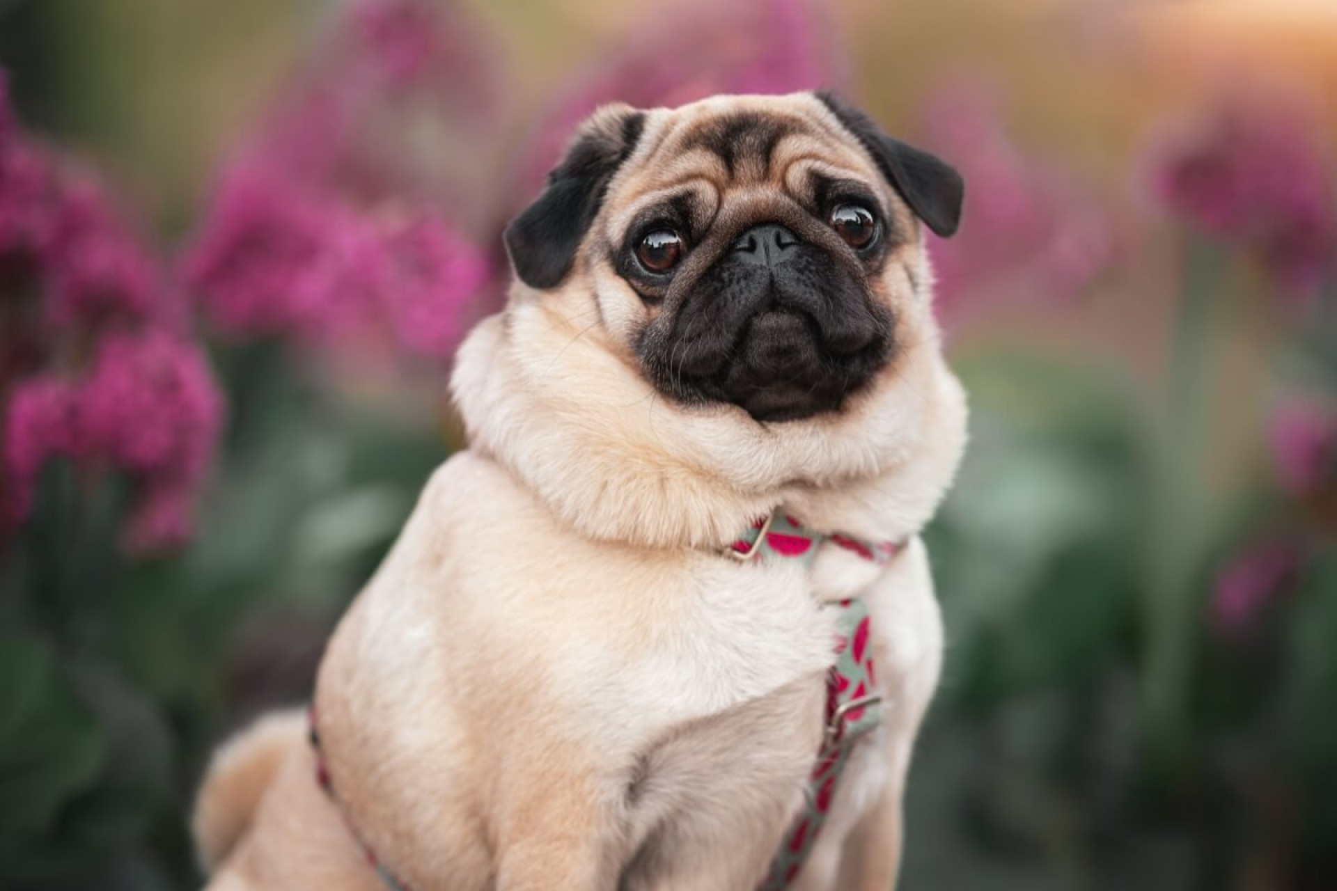 Cachorros braquicef&aacute;licos precisam de cuidados espec&iacute;ficos no dia a dia (Imagem: Julija Kumpinovica | Shutterstock)