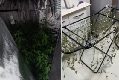 Biólogo é preso em BH por comandar estufas de haxixe e skunk