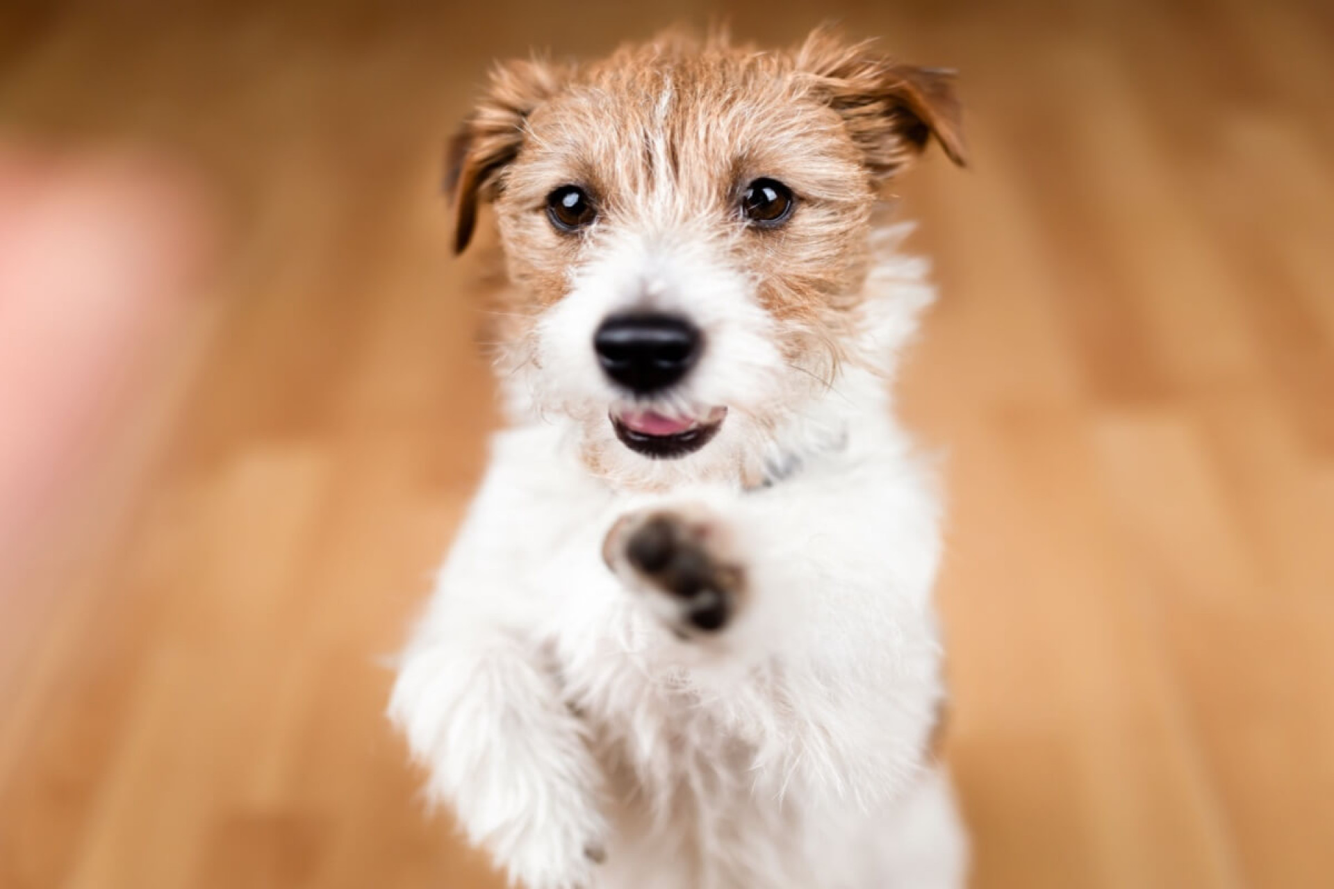 O cachorro ?fiapo de manga? &eacute; reconhecido pelos pelos arrepiados que viraram marca registrada (Imagem: Reddogs | Shutterstock)