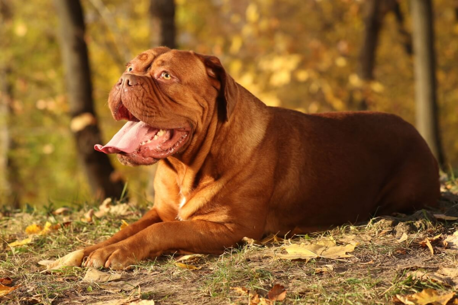 O dogue de bordeaux tem uma hist&oacute;ria marcada por coragem, lealdade e resist&ecirc;ncia (Imagem: Liliya Kulianionak | Shutterstock)