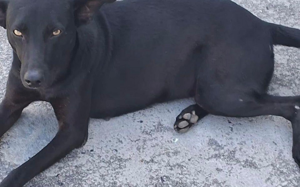 Pretinha também foi envenenada em Sepetiba e veio a óbito