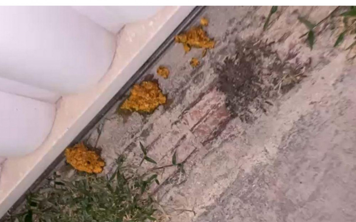 Comida com o veneno, conhecido popularmente como chumbinho, foi oferecida aos animais na rua