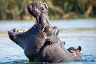 Onze pessoas desaparecem após hipopótamo virar embarcação na Costa do Marfim