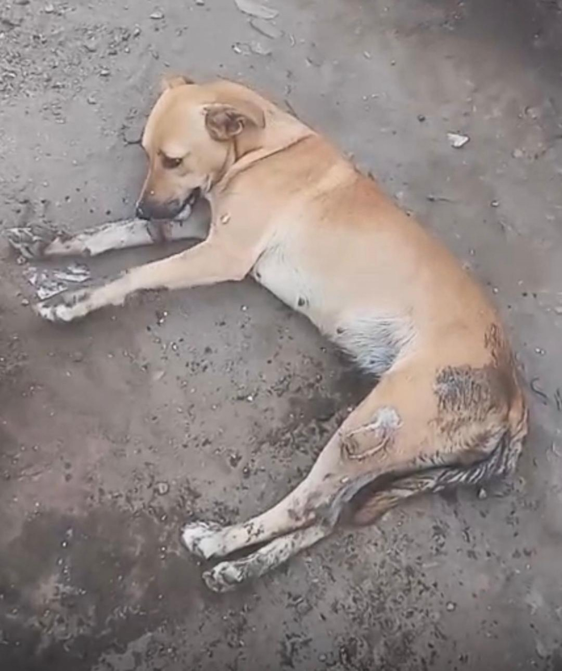 A simpática cadela Caramela foi uma das vítimas do envenenamento 