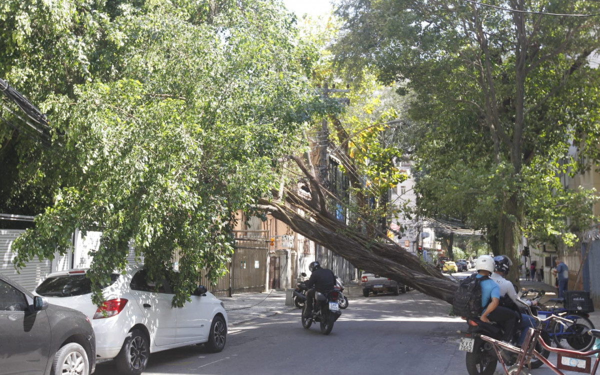 Apesar de estar atravessada no meio da rua, alguns veículos foram flagrados passando por debaixo da árvore tombada - Reginaldo Pimenta / Agência O Dia