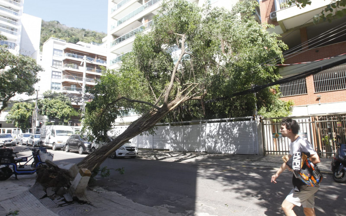 A base da árvore está totalmente danificada - Reginaldo Pimenta / Agência O Dia