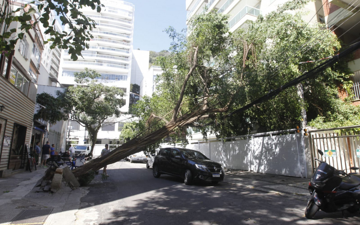 Apesar de estar atravessada no meio da rua, alguns veículos foram flagrados passando por debaixo da árvore tombada - Reginaldo Pimenta / Agência O Dia