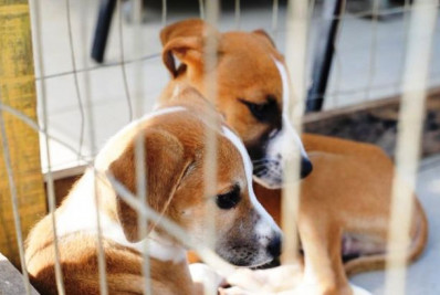 Rio das Ostras realiza feira de adoção e reúne cães e gatos