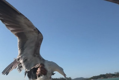 Homem segura gaivota em passeio de barco em Cabo Frio e gera revolta nas redes