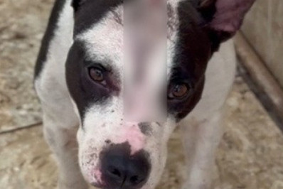 Cachorra é resgatada após ser espancada pelo próprio dono por ordem de traficantes no ES