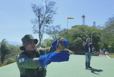 Gavião Carcará Branco é resgatado e devolvido à natureza após reabilitação