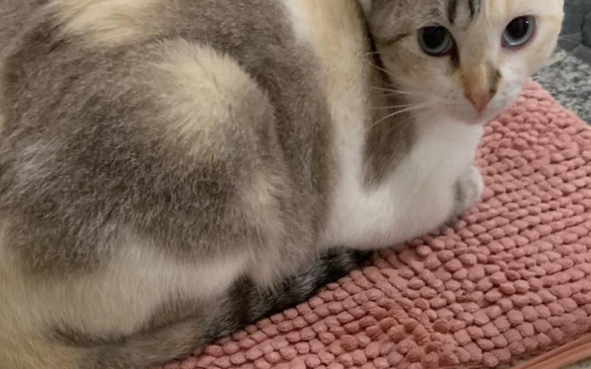 A simpática gatinha Pandora ficou 29 dias desaparecida; ela estava em um buraco cheio de entulhos, na parede de um beco, perto de casa