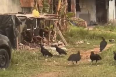 Cães são encontrados em condições precárias em Araruama e situação preocupa moradores