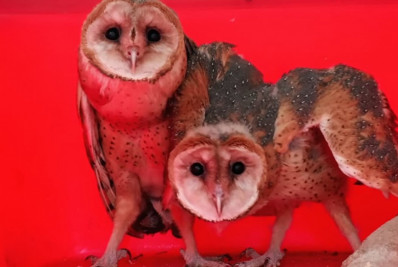 Guarda Ambiental resgata de filhotes de coruja-suindara no Rio Seco