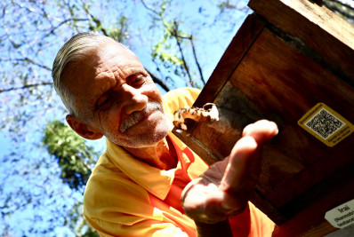 Niterói usa abelhas sem ferrão para impulsionar reflorestamento na cidade
