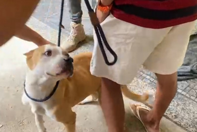 Pitbulls vítimas de maus-tratos são resgatados em Senador Camará