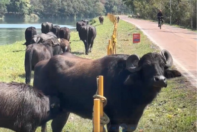 Búfalos são vistos tomando banho em rio da Zona Sul de São Paulo