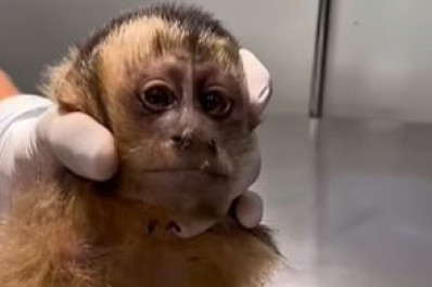 Macaca-prego baleada na Gávea perde movimentos das pernas