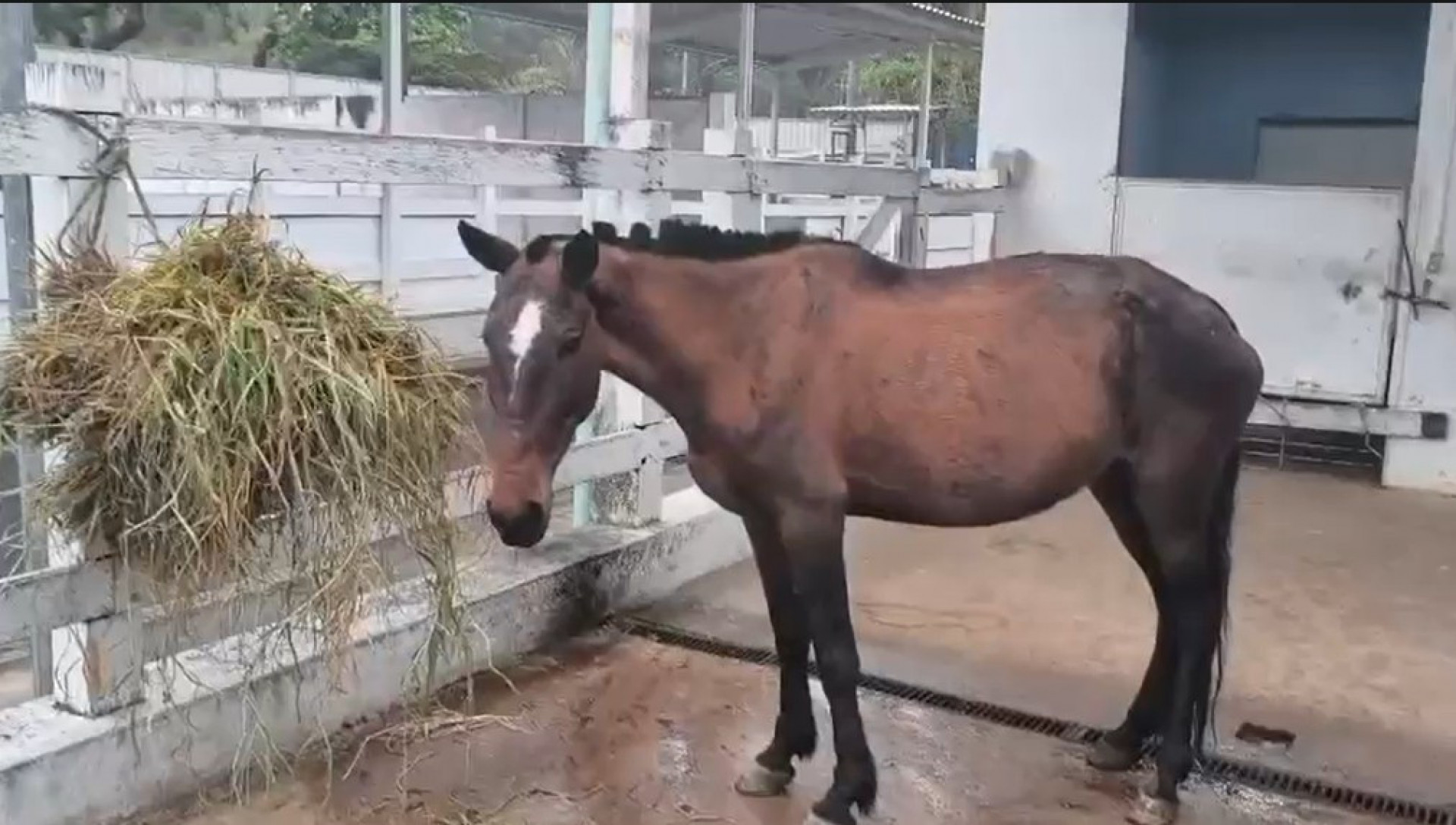 Égua caiu em um bueiro destampado em uma calçada de Senador Camará, na Zona Oeste - Divulgação