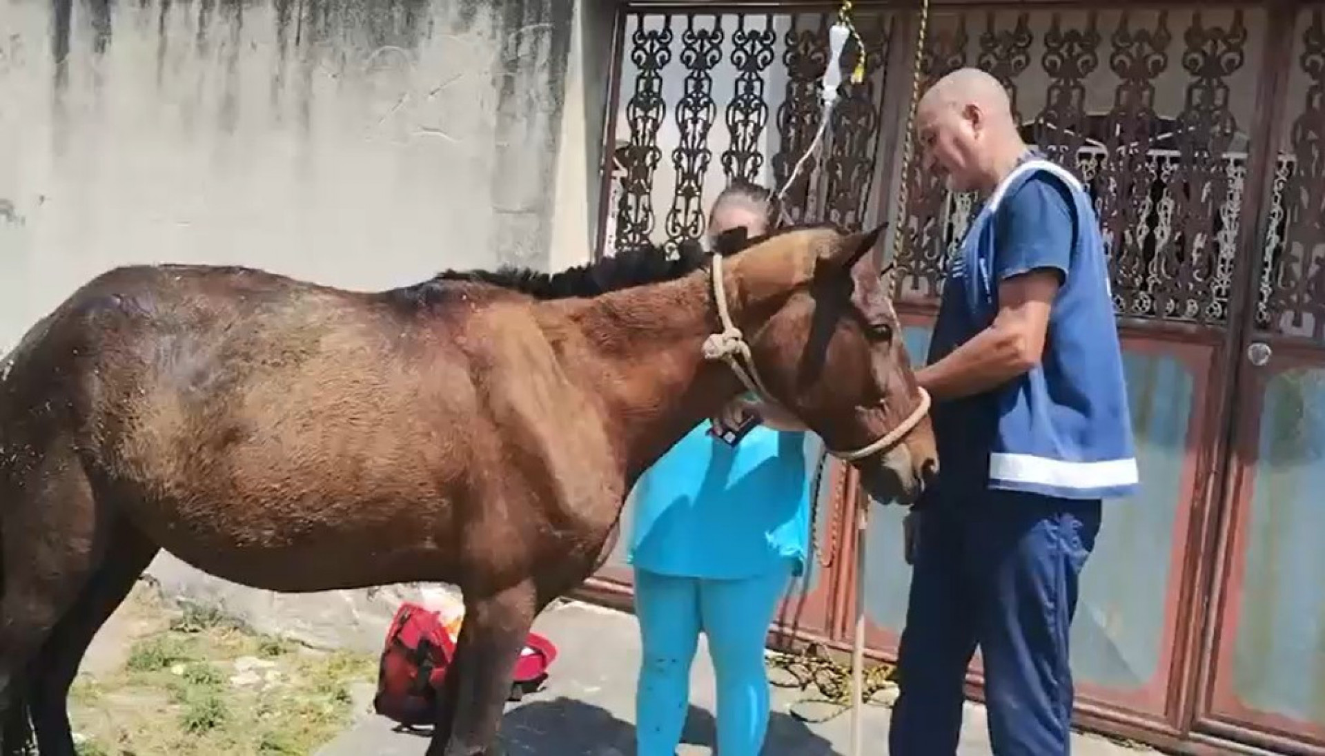 Égua caiu em um bueiro destampado em uma calçada de Senador Camará, na Zona Oeste - Divulgação