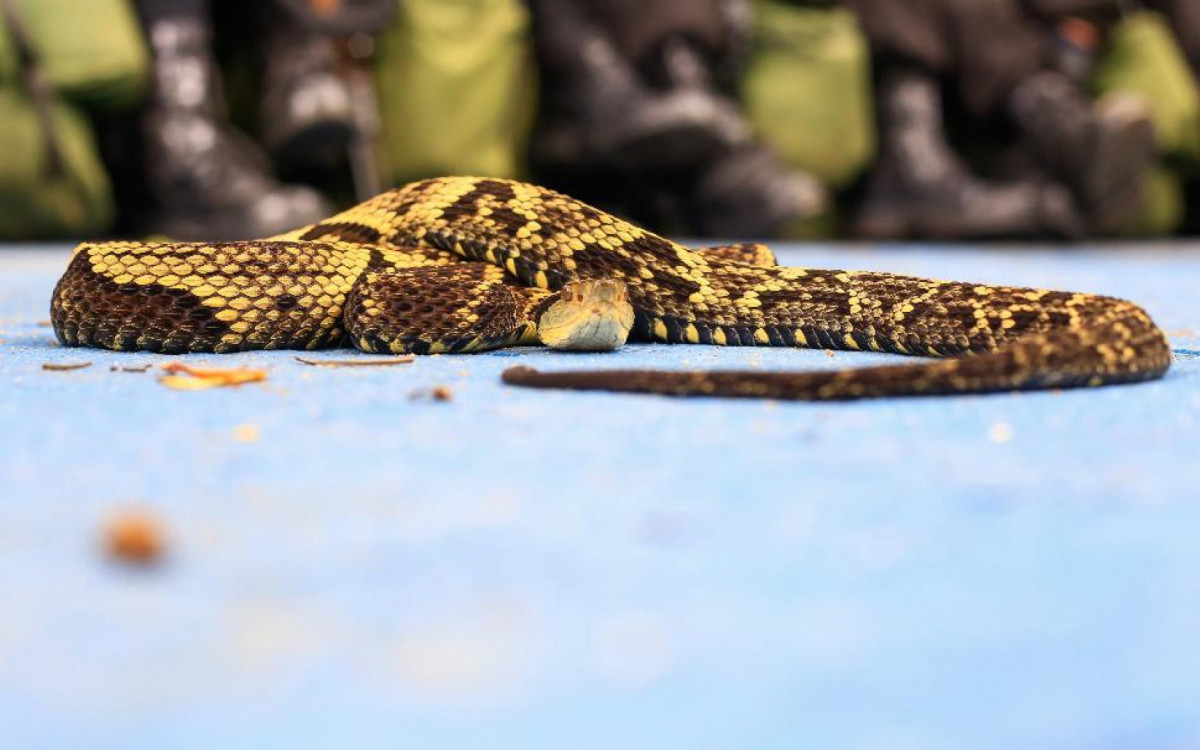 Nos últimos 5 anos foram registrados no Estado do Rio de Janeiro mais de 17 mil acidentes envolvendo animais peçonhentos - Divulgação/IVB