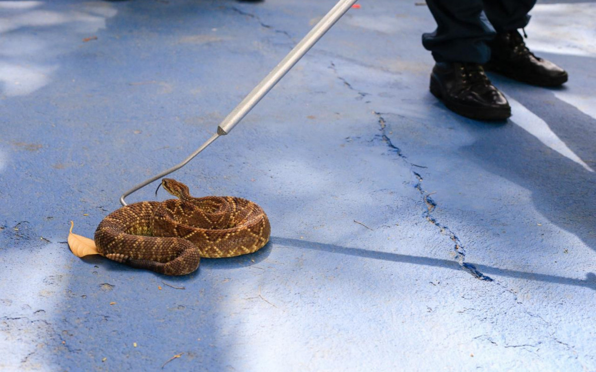 As temidas cobras estão em terceiro lugar na lista de casos de acidentes com animais peçonhentos, perdendo apenas para escorpiões e aranhas 