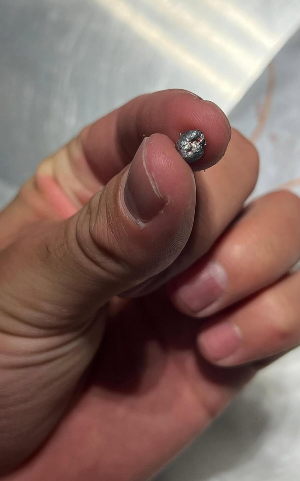 Projétil que atingiu o animal era de chumbinho - Divulgação/Instituto Vida Livre