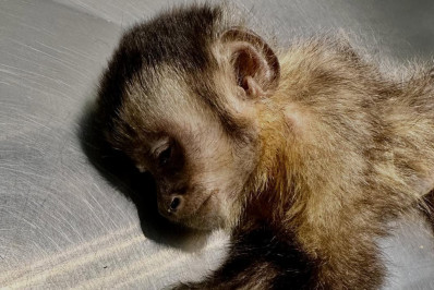 Morre macaca-prego que perdeu os movimentos das pernas após ser baleada na Gávea