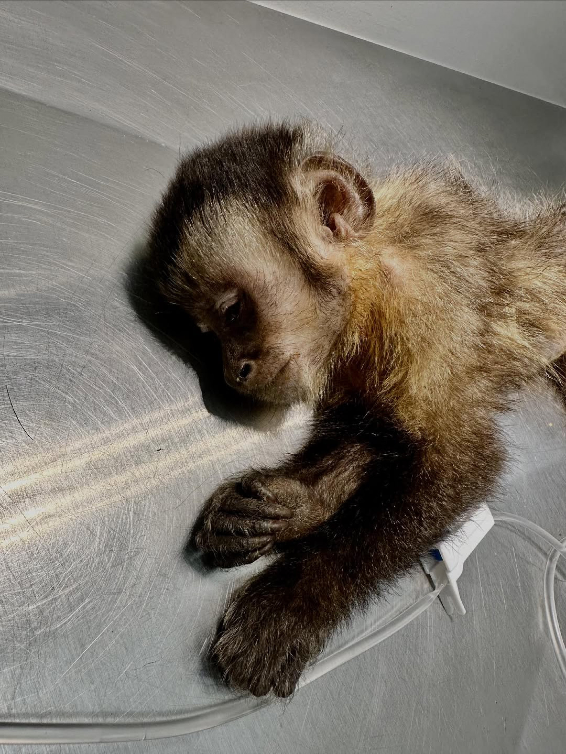 Macaca-prego não resistiu ao procedimento anestésico