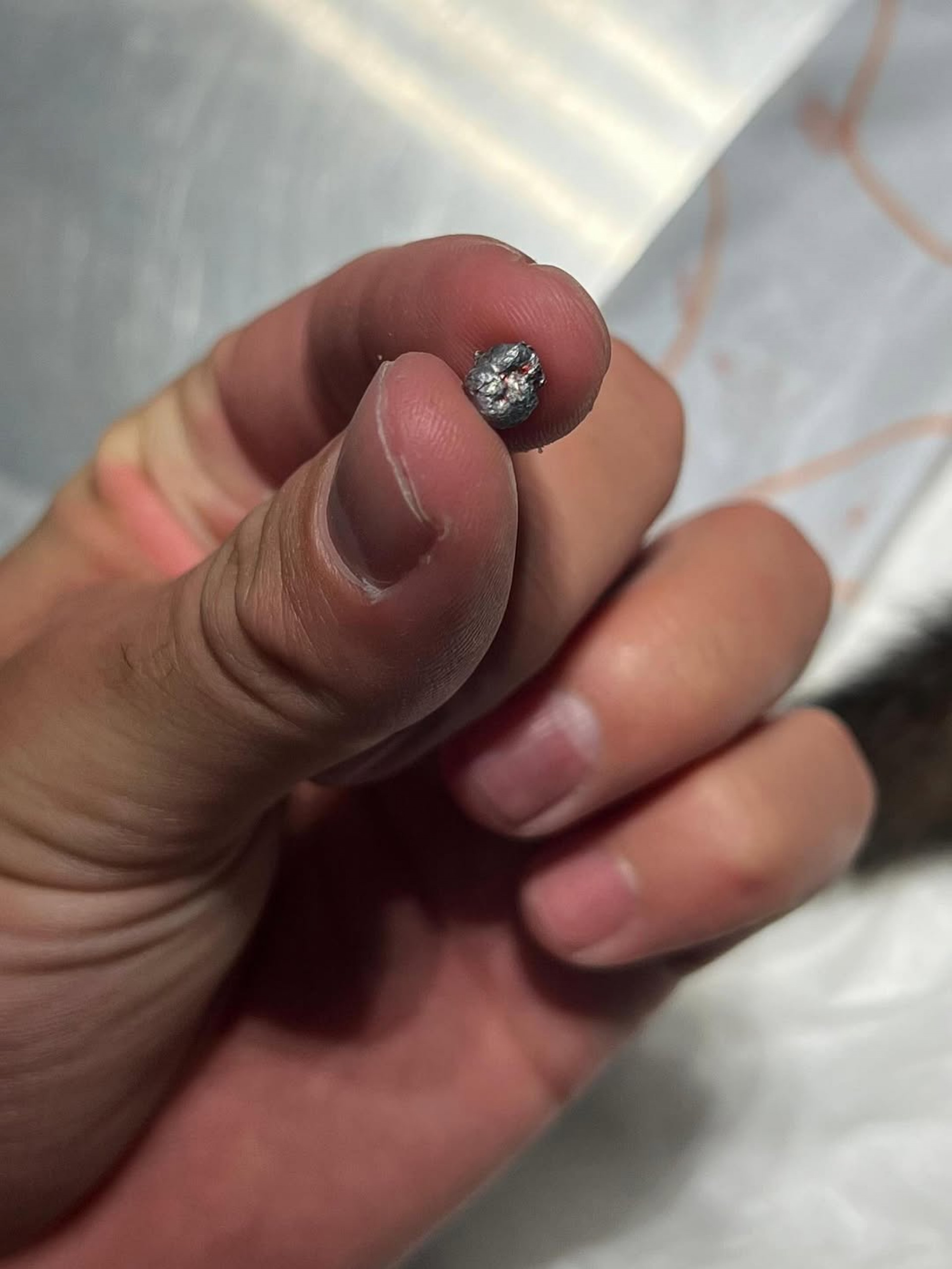 Projétil que atingiu o animal era de chumbinho