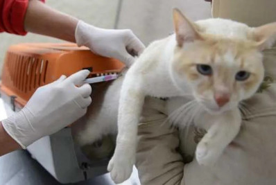 Dia D de vacinação antirrábica mobiliza moradores de todos os distritos