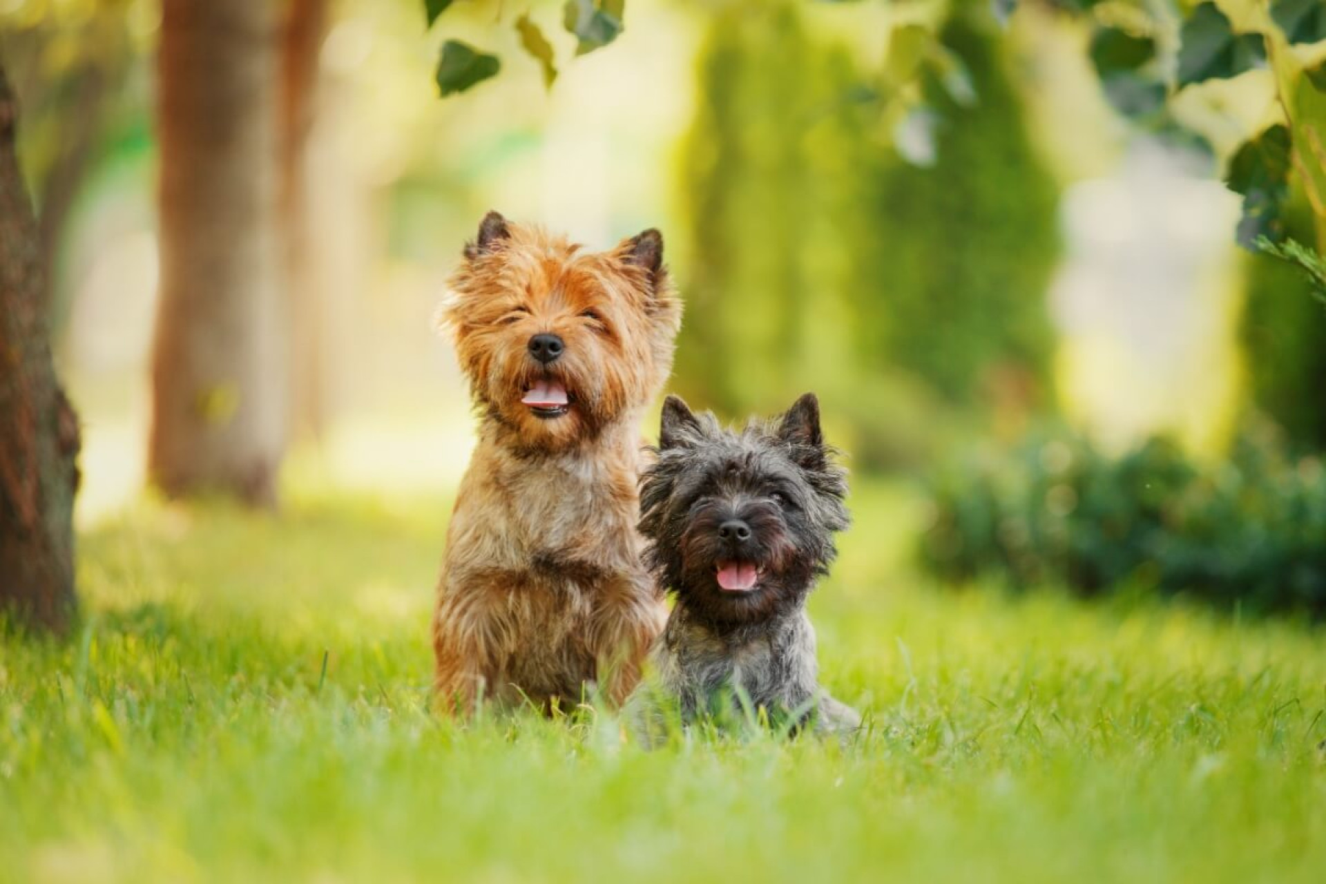 O cairn terrier &eacute; uma das ra&ccedil;as mais antigas do grupo dos terriers (Imagem: Marina Plevako | Shutterstock) 