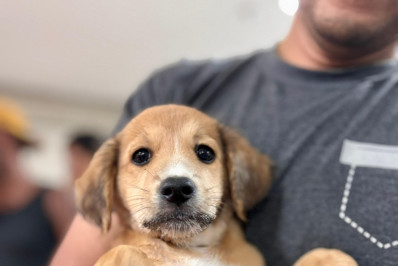 Multicenter Itaipu recebe Feira de Adoção Pet