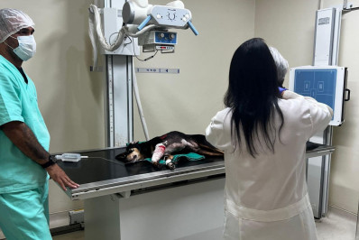 Rio terá protocolo para notificar polícia sobre atendimento a animais baleados