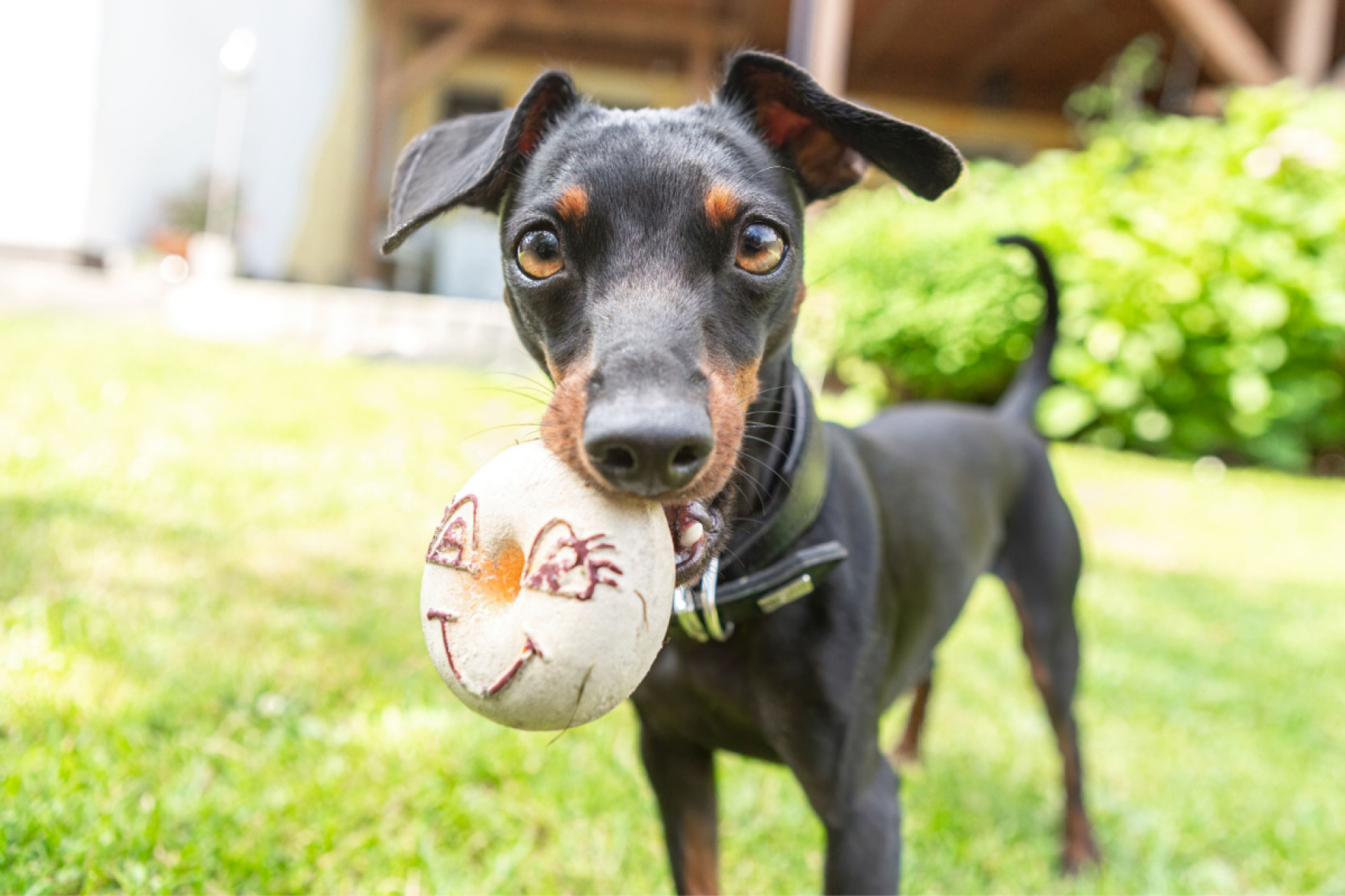 Apesar de pequenos, os pinschers s&atilde;o c&atilde;es ativos e precisam de exerc&iacute;cios di&aacute;rios (Imagem: Annabell Gsoedl | Shutterstock)