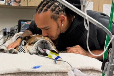 Lewis Hamilton pede orações após internar pet com pneumonia: 'Não sabemos se vai acordar'