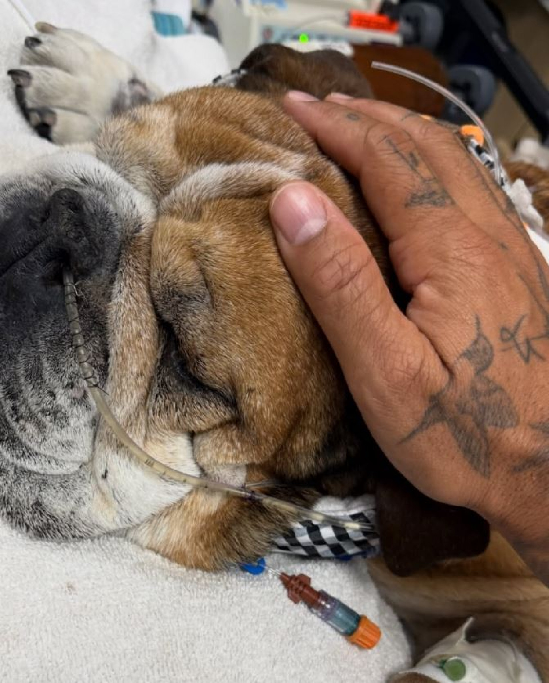 Roscoe tem 12 anos - Reprodução / Instagram