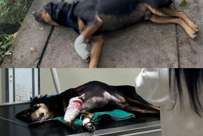 Secretaria cria protocolo dos atendimentos de animais baleados no Rio