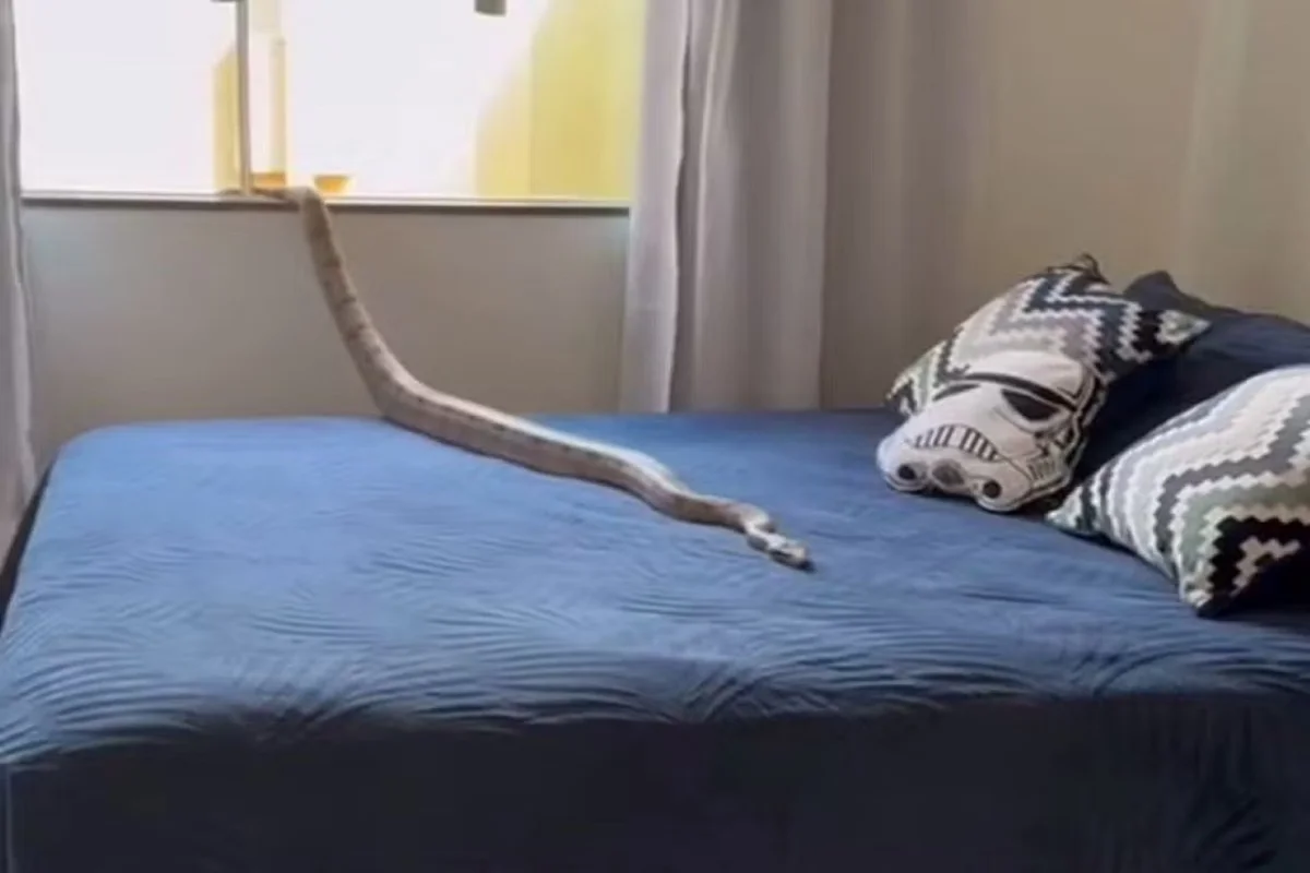 Vídeo! Mulher se assusta ao encontrar jiboia de 1,5 metro em cima da cama em MG