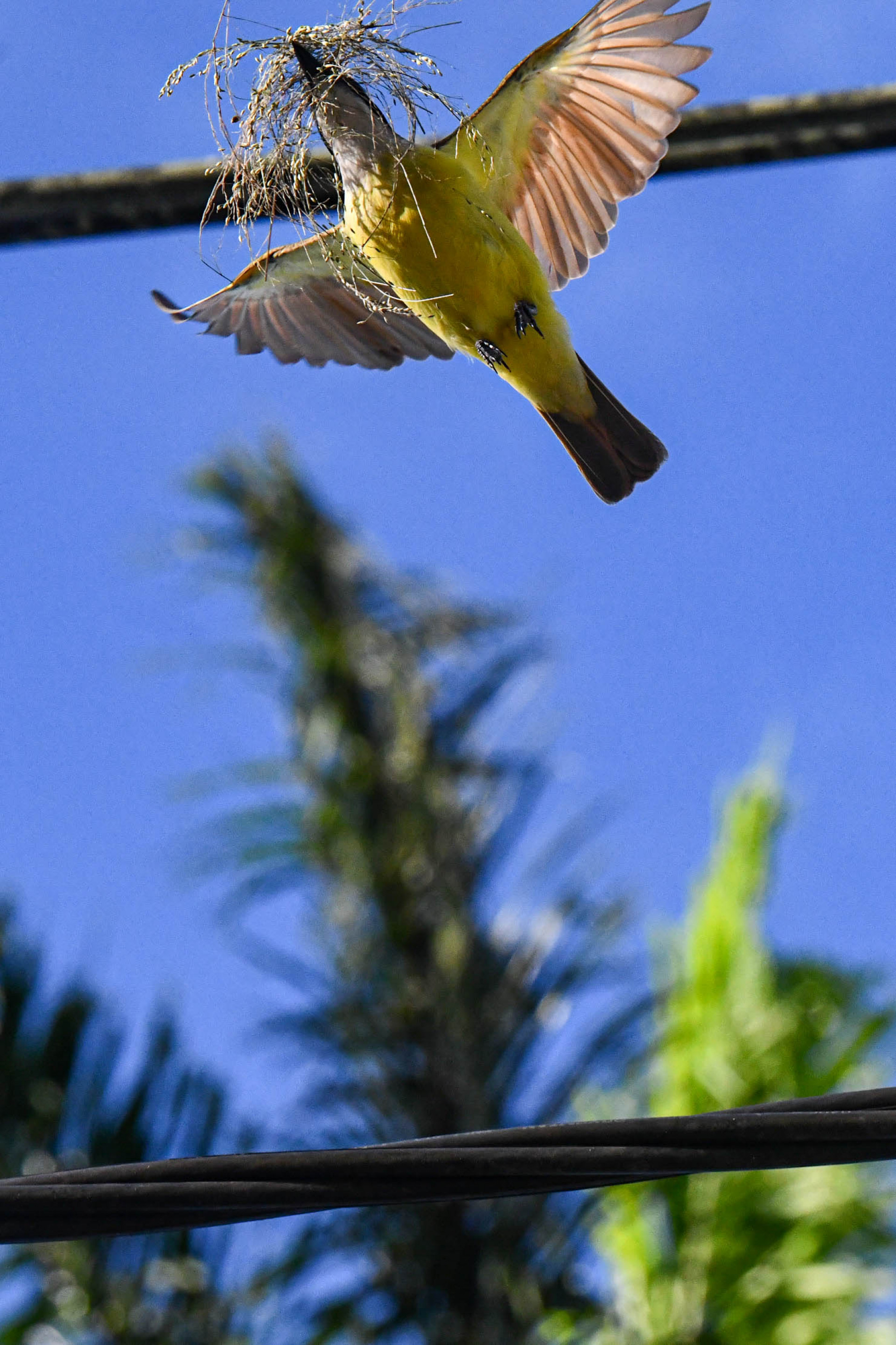 Passarinhar 2025 em Guapimirim