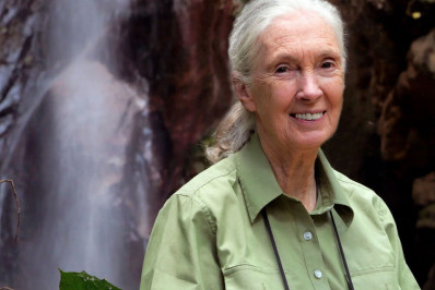 Morre Jane Goodall, renomada pesquisadora de chimpanzés e da defesa ambiental