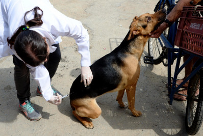 Niterói inicia Campanha de Vacinação Antirrábica Animal no sábado