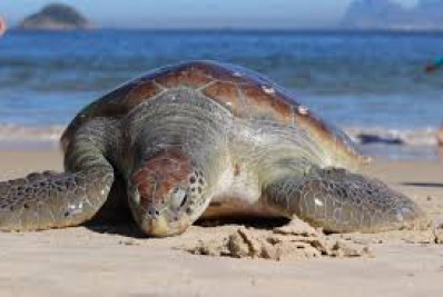 Começa mais uma temporada de capturas intencionais de tartarugas 