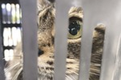 Prefeitura de Angra abre vagas para castração gratuita de cães e gatos em outubro