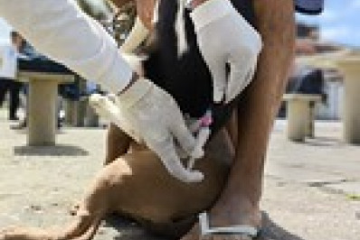 Vacinação antirrábica de cães e gatos neste fim de semana