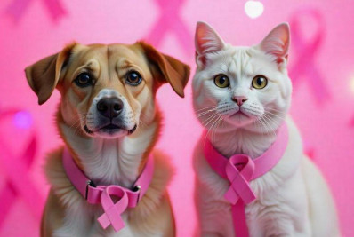 Outubro Rosa também é para os pets: câncer de mama em cadelas e gatas exige prevenção