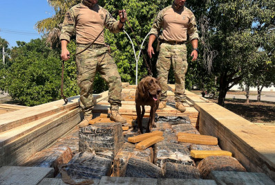 Mais de três toneladas de maconha são apreendidas em carga de madeira na Via Dutra