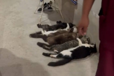 Três pessoas são presas por coleta ilegal e venda de sangue de gatos em SP