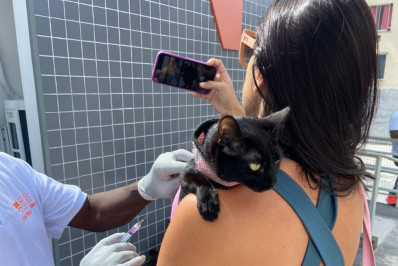 Campanha de vacinação antirrábica animal chega à Zona Norte