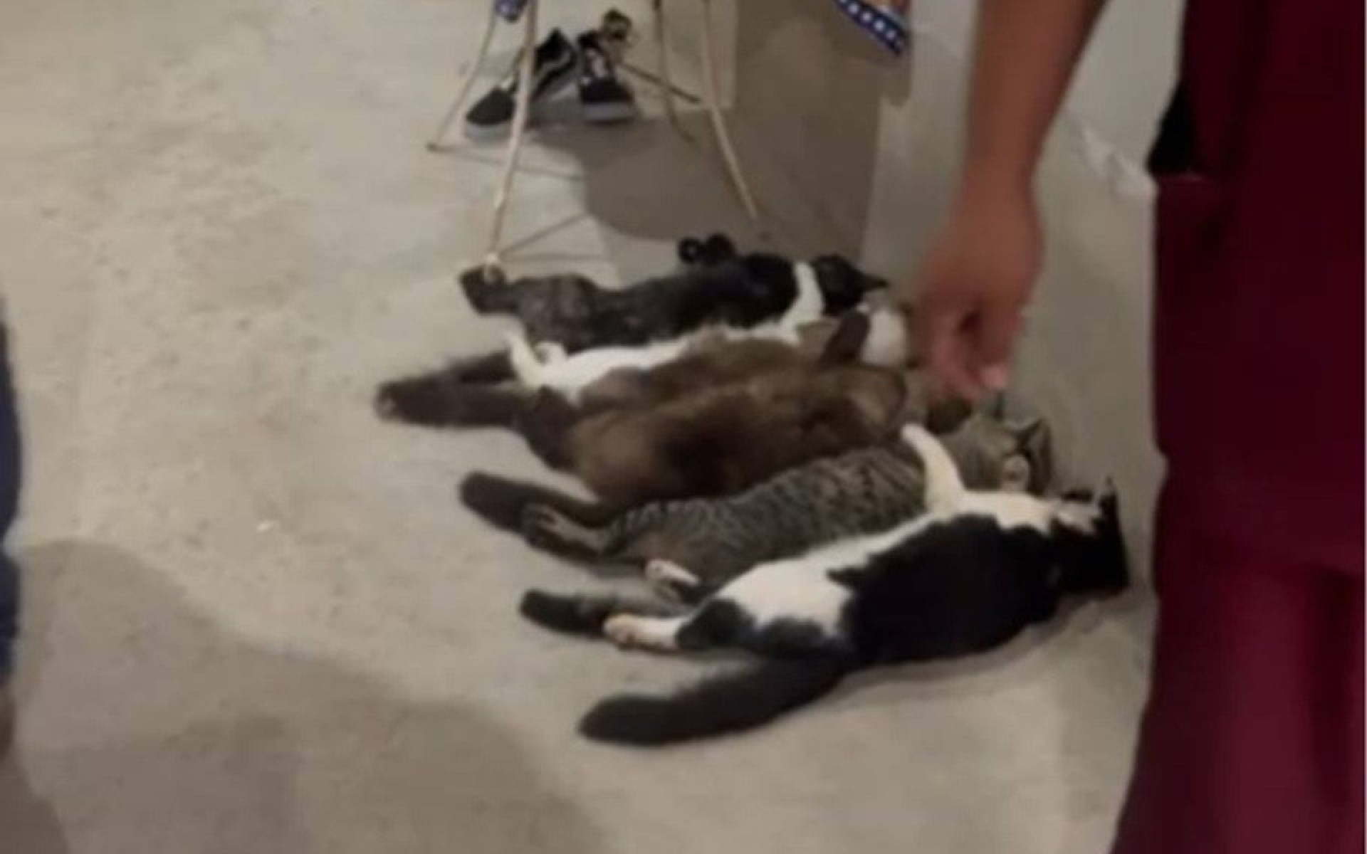 Uma f&ecirc;mea apresentava doen&ccedil;a imunol&oacute;gica